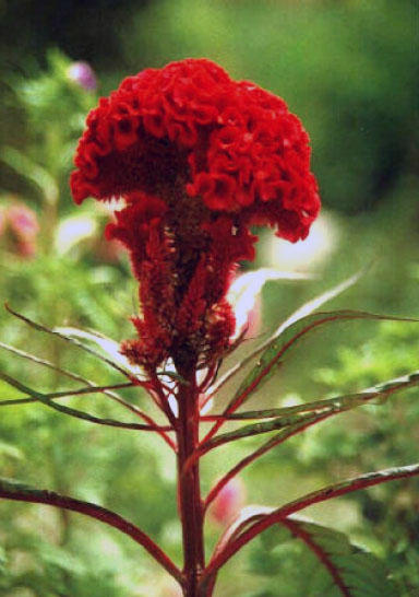 Jiguanhua